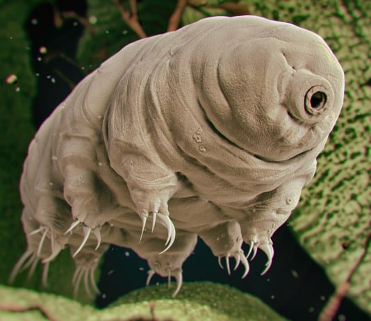 35 Amazing Animals that Live in the Coldest Waters Around the World