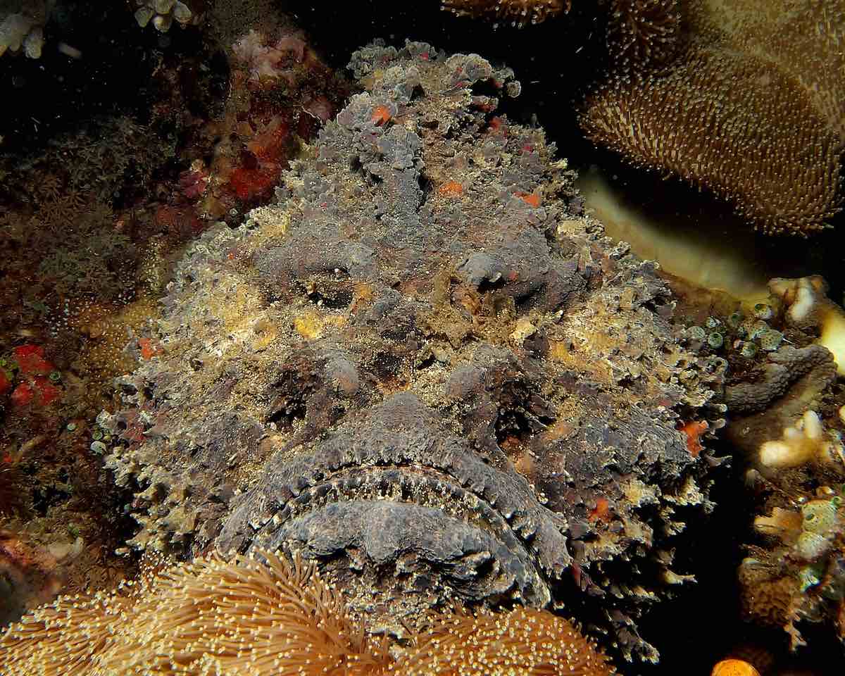 40 Times Earth’s Animals Created Nightmares