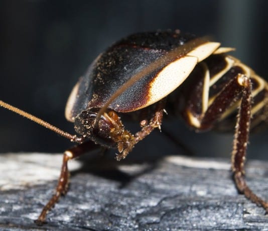 Cockroaches Are Now Immune to Insecticides, Making Them A Superbug