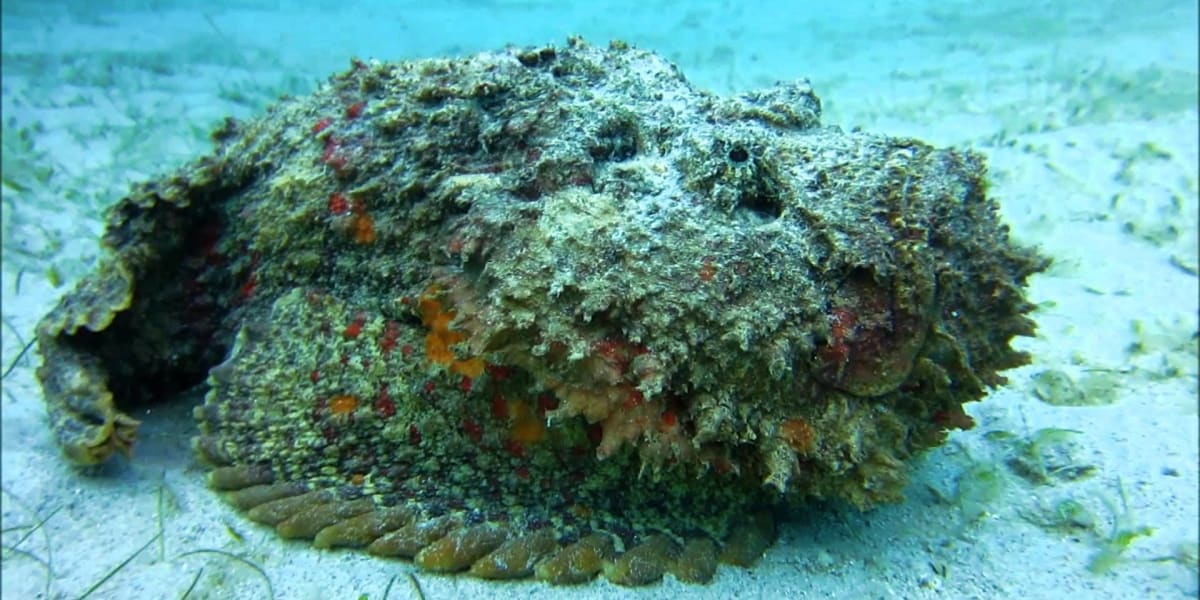 40 Times Earth’s Animals Created Nightmares