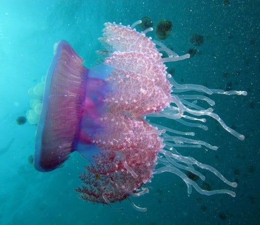 Harsh Underwater Environments and the Odd Creatures that Live There