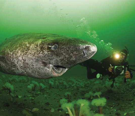 40 Animal Species that Outlive the Rest