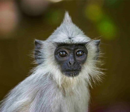 31 Animal Species that Take Survival to the Next Level