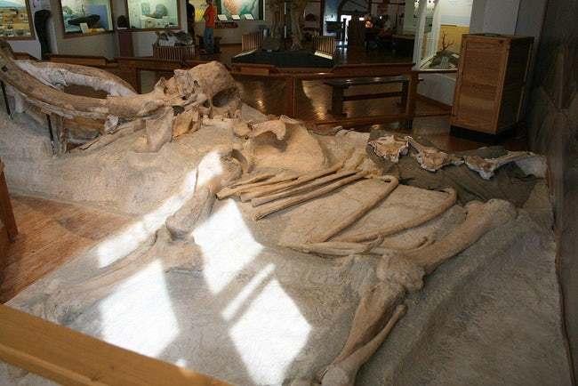 Fossil Unearthed Reptiles Incredible Crest Rewrites History - etr2fyc
