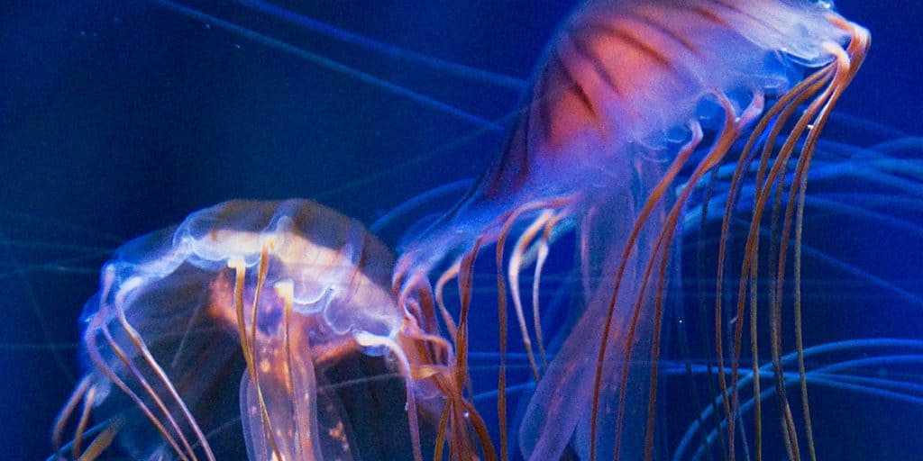 Forget Marvel—These Real Animals Have Rear Superpowers