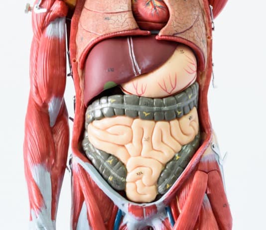 35 Things Major Organs Do That Science Class Didn’t Teach