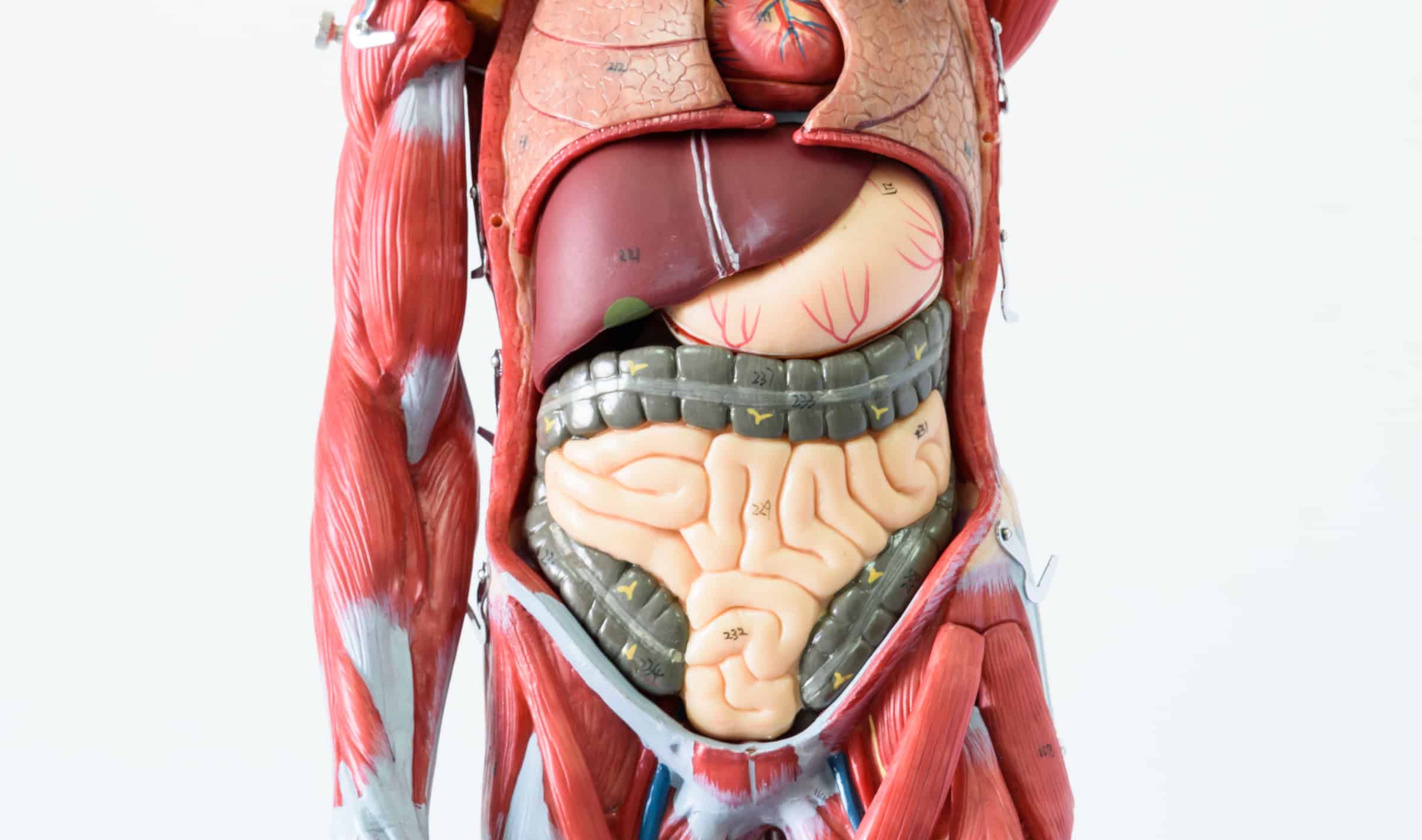 Organies 35 Things Major Organs Do That Science Class Didn’t Teach – Science Sensei