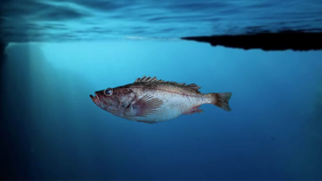 40 Animal Species that Outlive the Rest