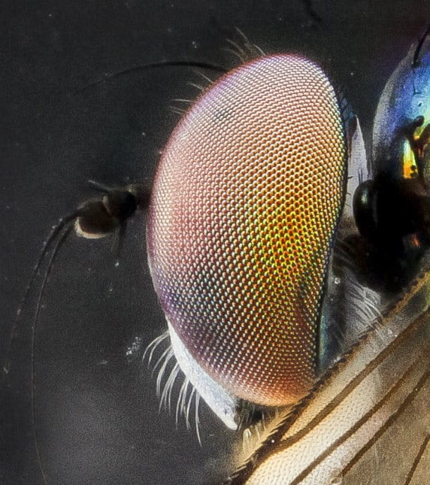 Digging into the Past: 40 Fossil Discoveries That Rewrite Prehistoric History