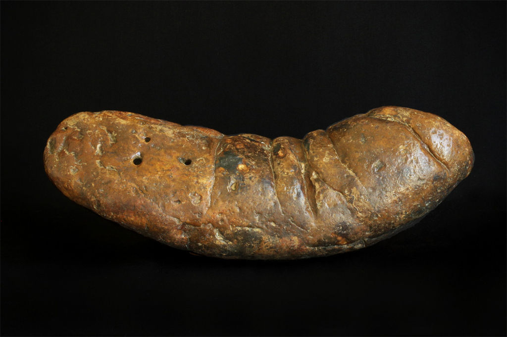 Digging into the Past: 40 Fossil Discoveries That Rewrite Prehistoric History