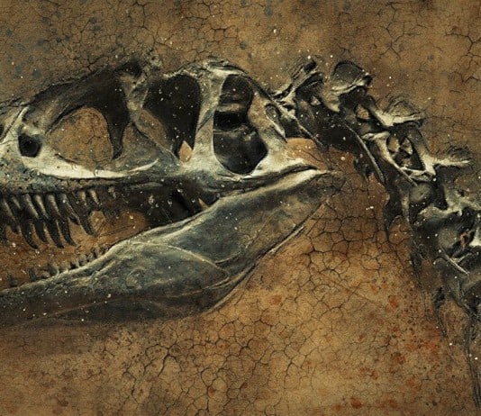 Digging into the Past: 40 Fossil Discoveries That Rewrite Prehistoric History