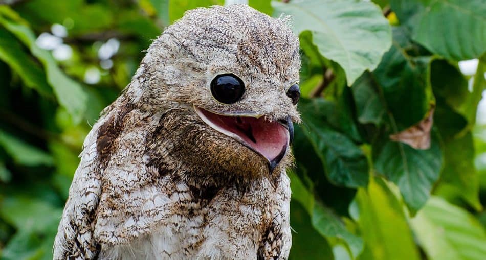 amazing-creatures-found-in-the-world-s-largest-rainforest