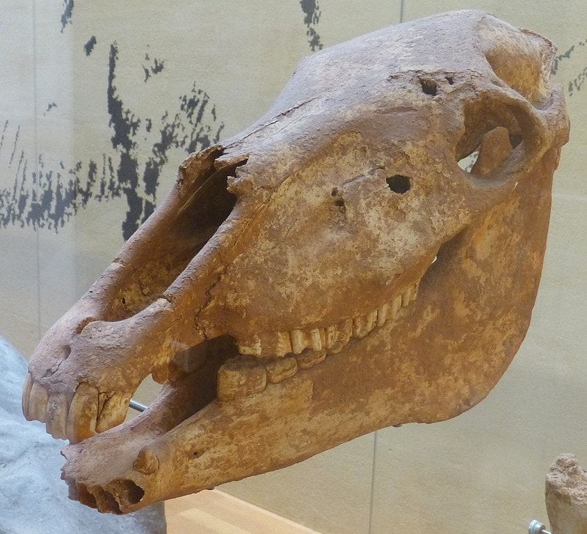 Fossil Unearthed Reptiles Incredible Crest Rewrites History - 6jnbbwv