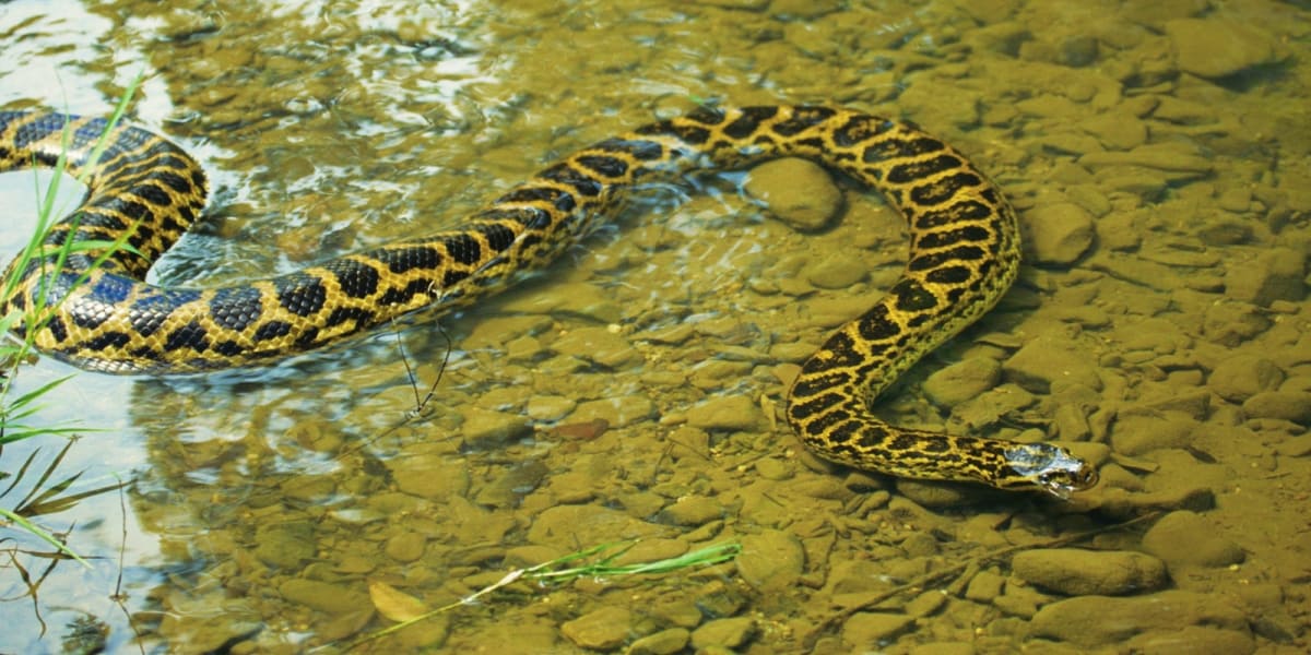 Hidden Secrets Of The Amazon Rainforest