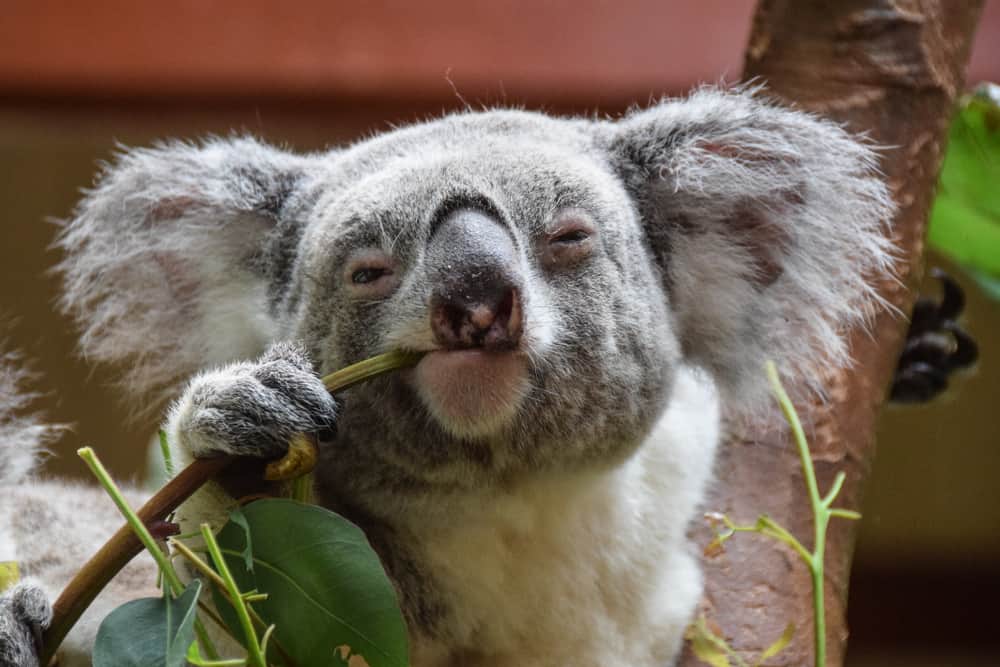 Times Koalas Were Anything But Cute