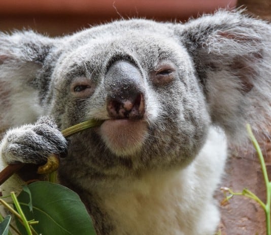 Times Koalas Were Anything But Cute