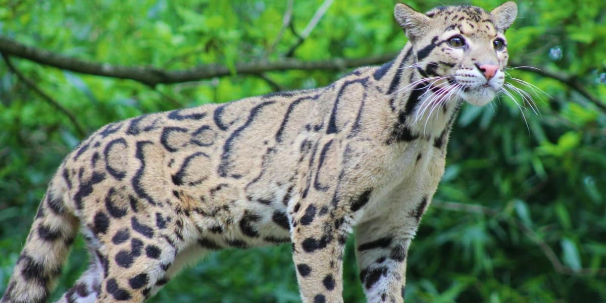 leopard cheetah hybrid