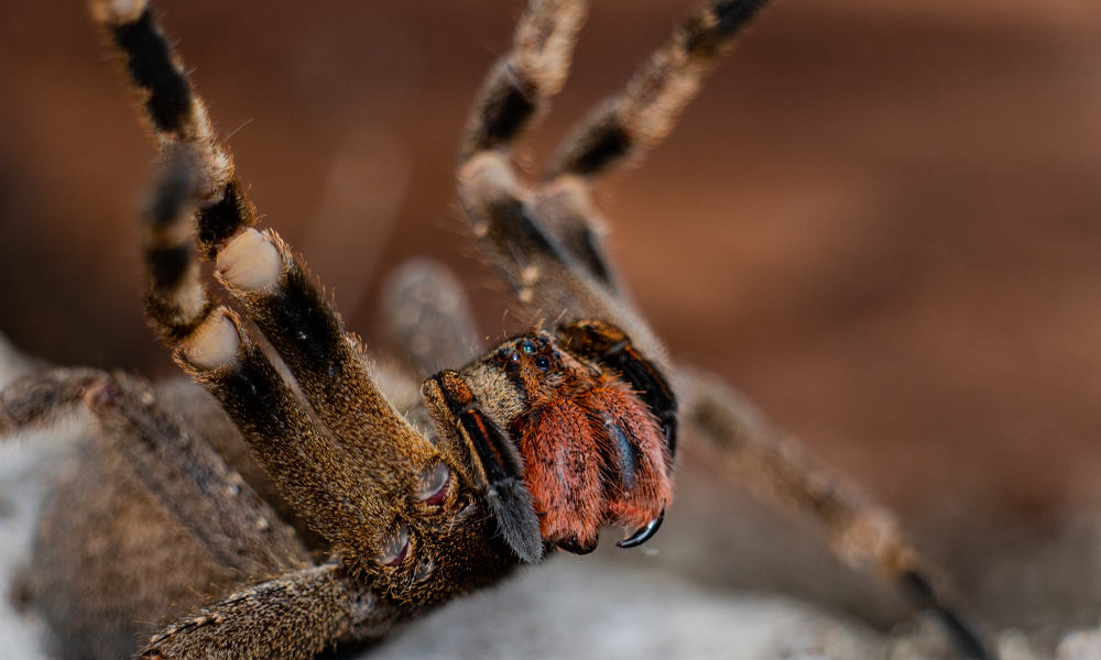 Amazing Creatures Found in the World&#8217;s Largest Rainforest