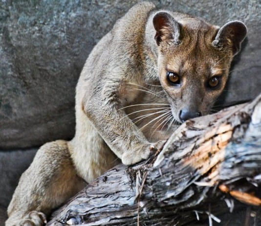 50 Out of the Ordinary Animals from History