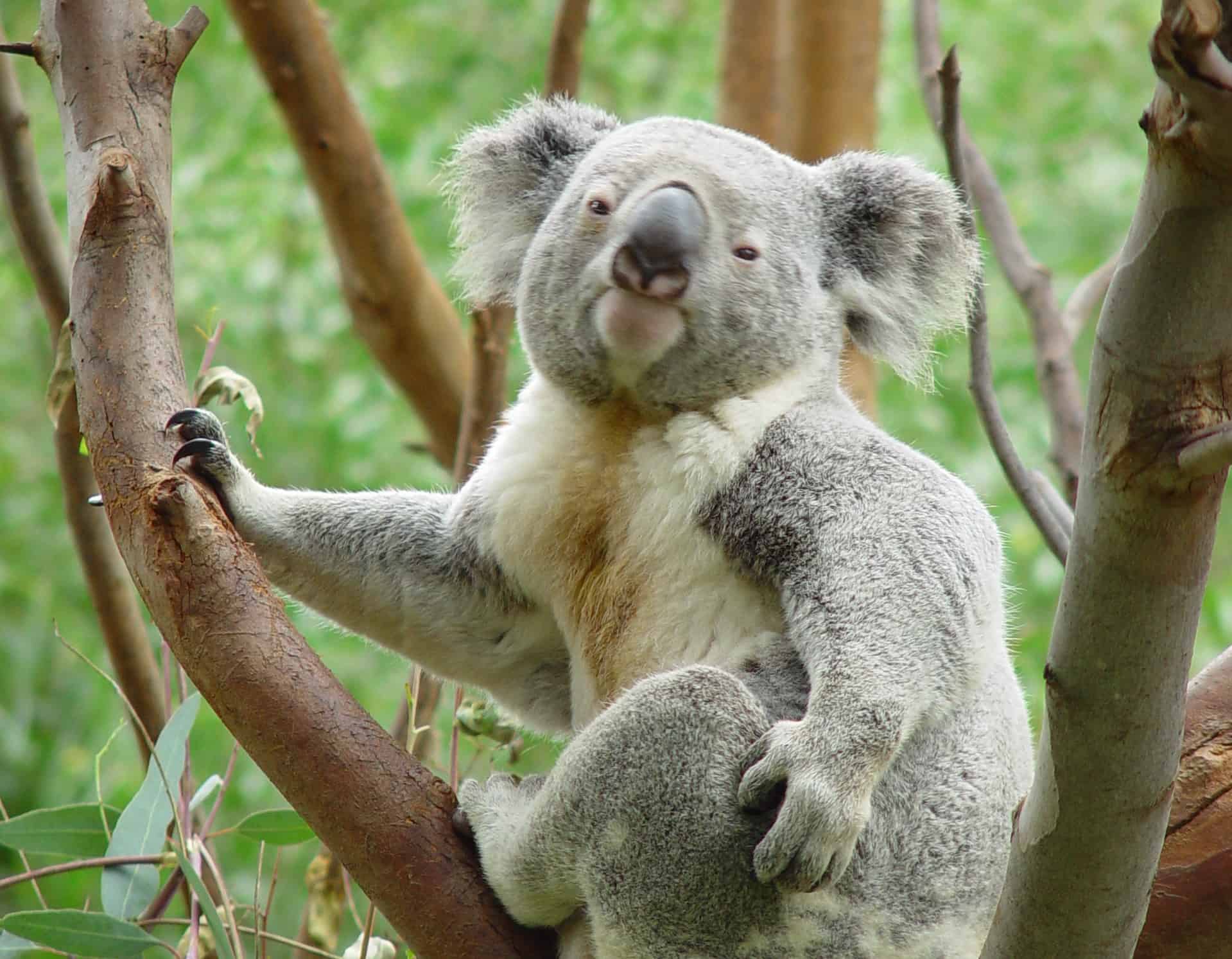 Фотография коалы. Сумчатый Ленивец. Медведь коала. Лысая коала. Австралия Куала.