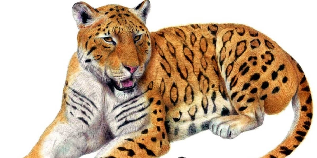 40 of the Most Impressive Predatory Cats in Nature