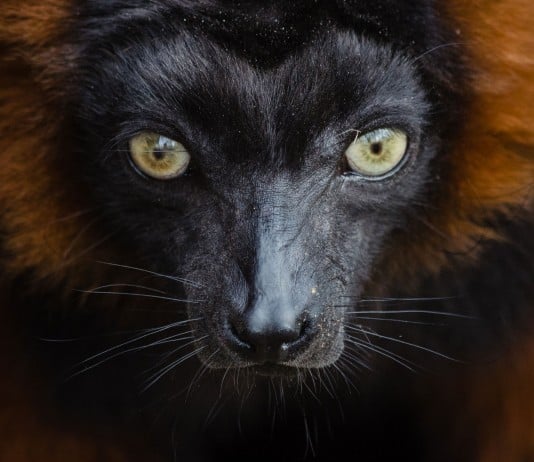Some of these Majestic Animals Can Only be Found in Madagascar