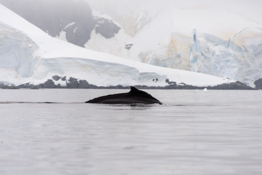 Earth’s Hidden Wonders: 50 Marvelous Things About Planet Earth