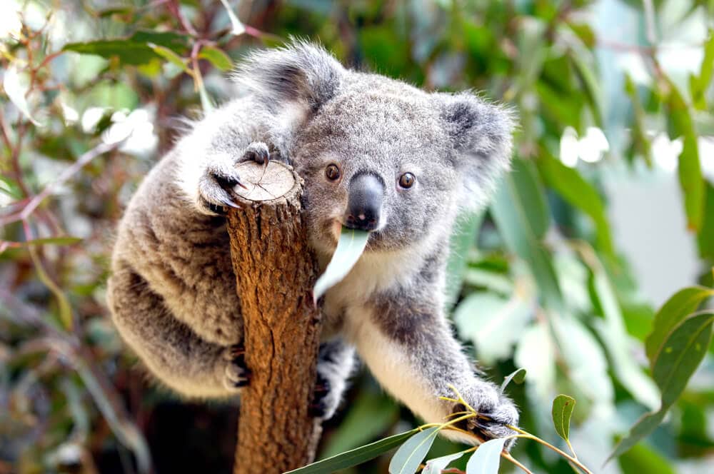 Times Koalas Were Anything But Cute