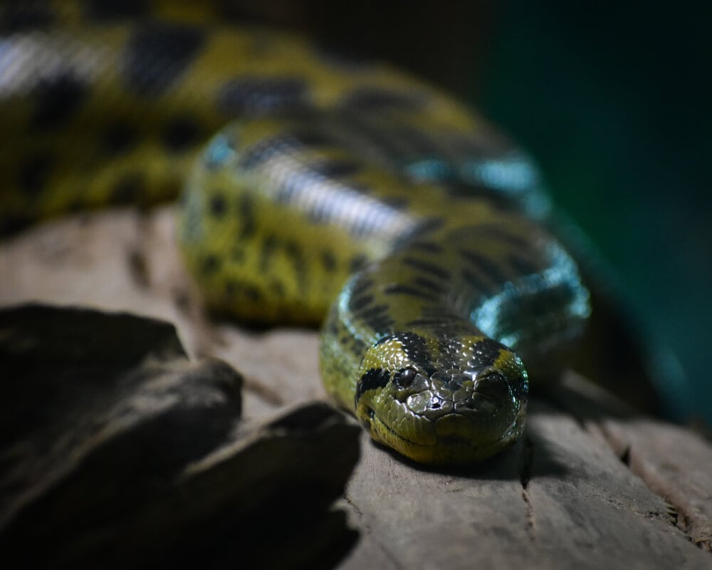 Amazing Creatures Found in the World's Largest Rainforest