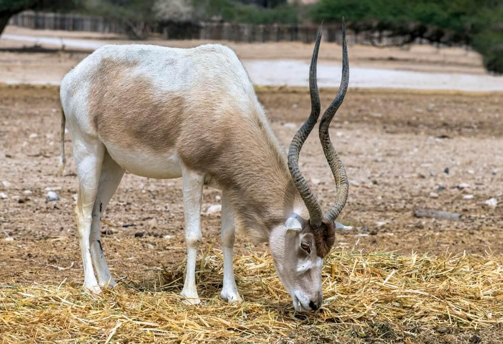 50 Out of the Ordinary Animals from History – Science Sensei