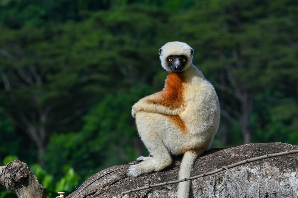 Some of these Majestic Animals Can Only be Found in Madagascar
