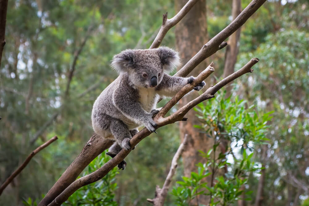 Times Koalas Were Anything But Cute – Science Sensei