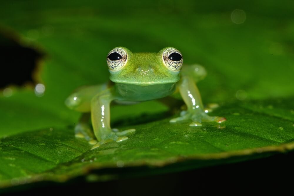 Amazing Creatures Found in the World's Largest Rainforest