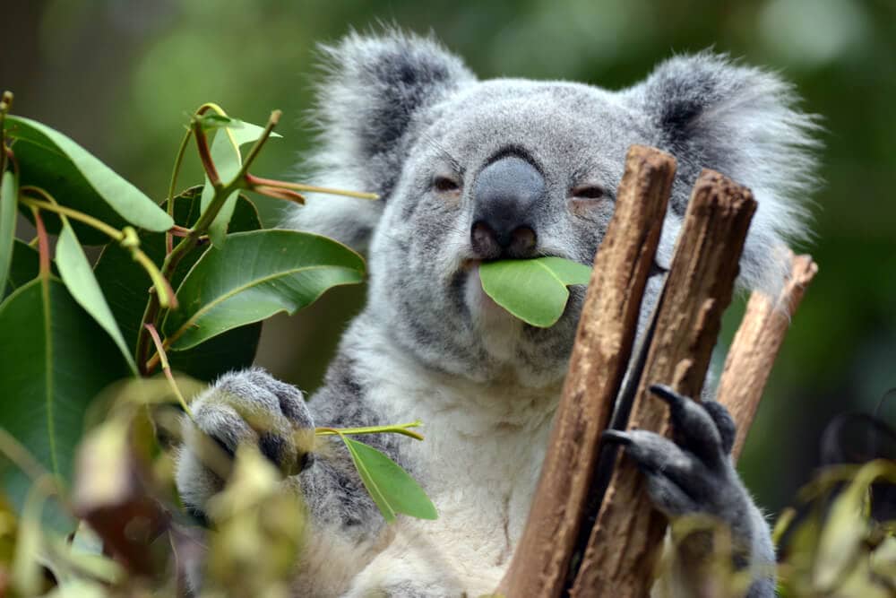 Times Koalas Were Anything But Cute