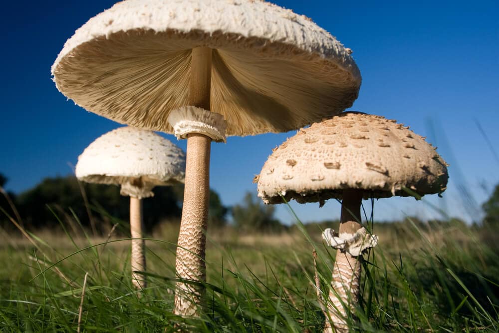 Earth’s Hidden Wonders: 50 Marvelous Things About Planet Earth