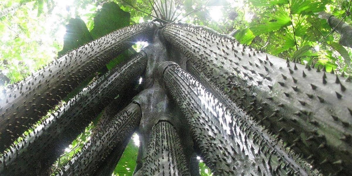 Hidden Secrets Of The Amazon Rainforest