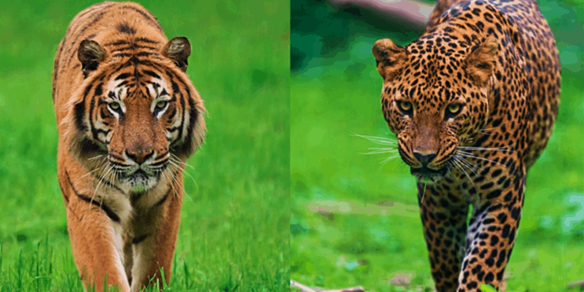 Кто сильнее ягуар или тигр. Тигр vs леопард. Леопард против тигра. Лев тигр леопард Ягуар. Тигард гибрид.