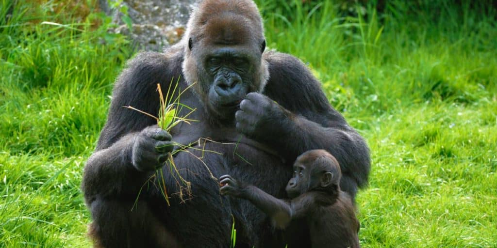 15 Groundbreaking Discoveries in Animal Behavior That Are Shaping Conservation Efforts