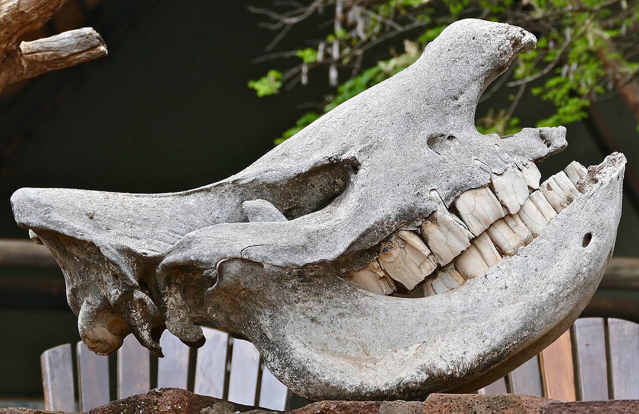 Digging into the Past: 40 Fossil Discoveries That Rewrite Prehistoric History
