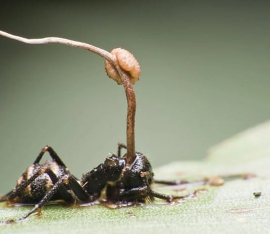 Amazing Creatures Found in the World’s Largest Rainforest