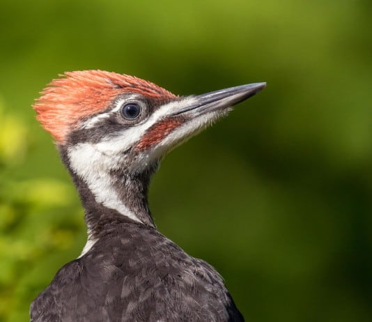 Over 3 Billion Birds Have Disappeared Since The 1970s