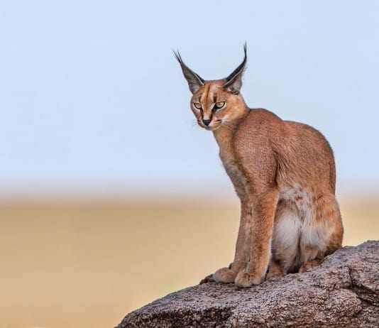 40 of the Most Impressive Predatory Cats in Nature