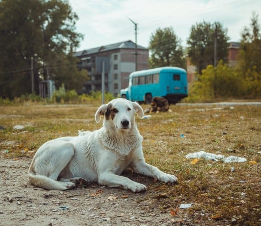 The Dog Descendants Who Survived Chernobyl Can be Adopted