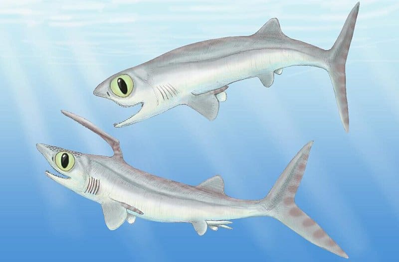 A List of Ancient Sharks from Small to Scary