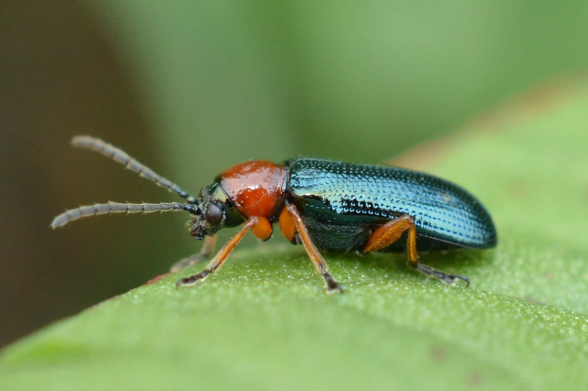 Animals With Unexpected Defense Mechanisms