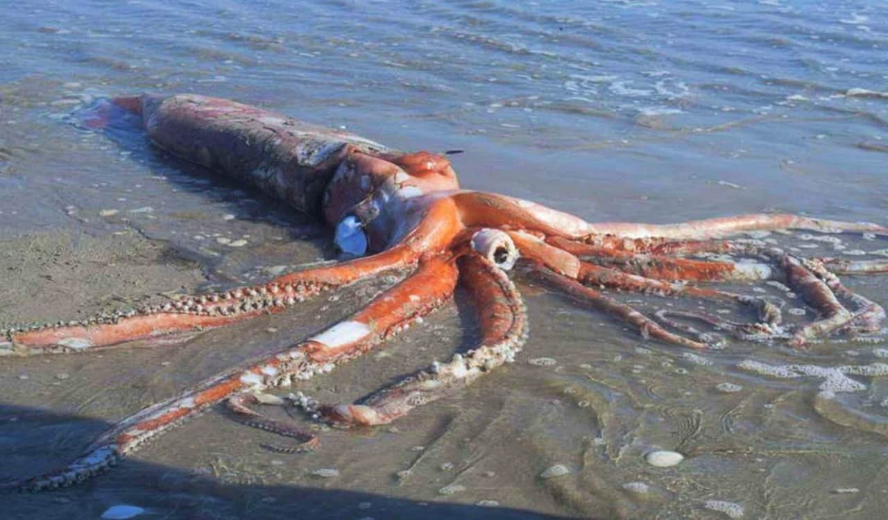 35 Nightmare Sea Monsters