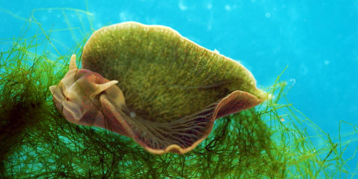 35 Hybrid Animal Species