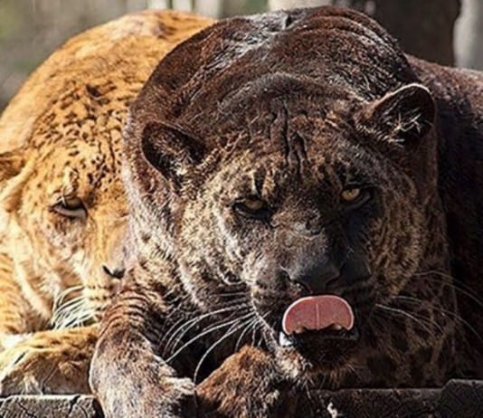 35 Hybrid Animal Species