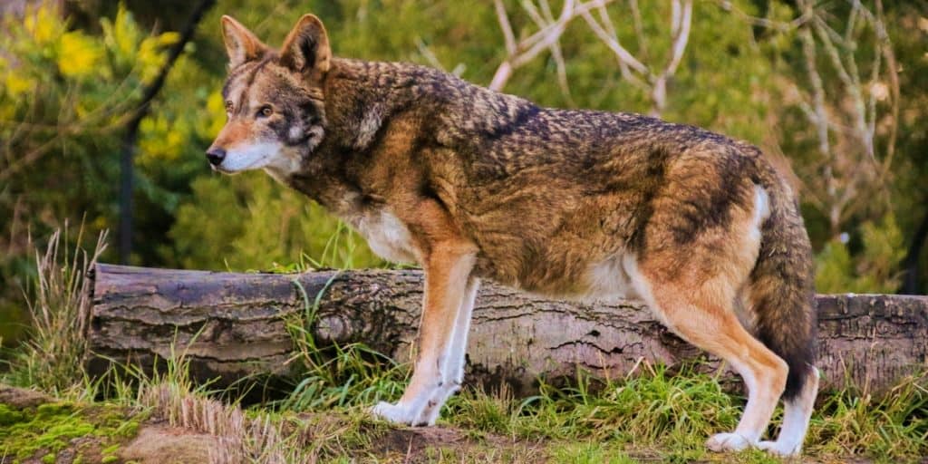 20 Animals That Are Close To Going Extinct