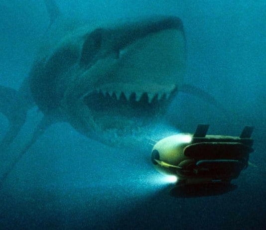 A List of Ancient Sharks from Small to Scary